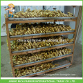 Half Air Dried Chinese Ginger For Cheap